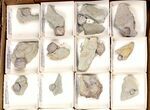 Lot: Blastoid Fossils On Shale From Illinois - Pieces #134133-2
